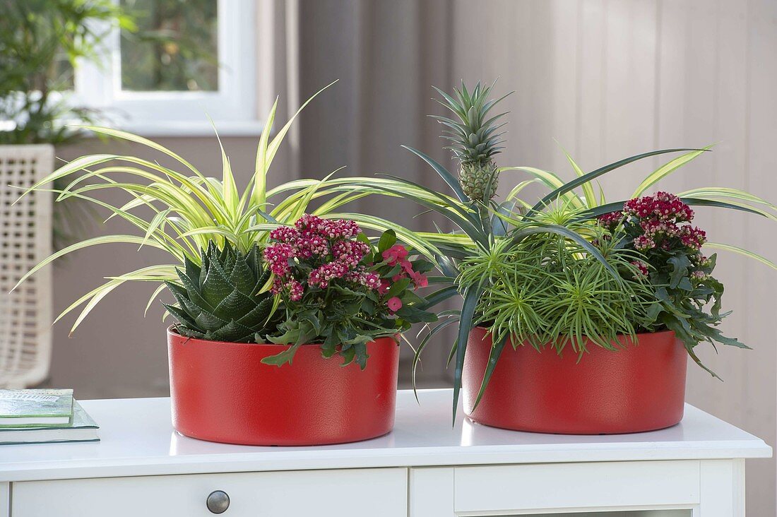 Orange plastic bowls with Pandanus baptistii (dwarf screw tree)