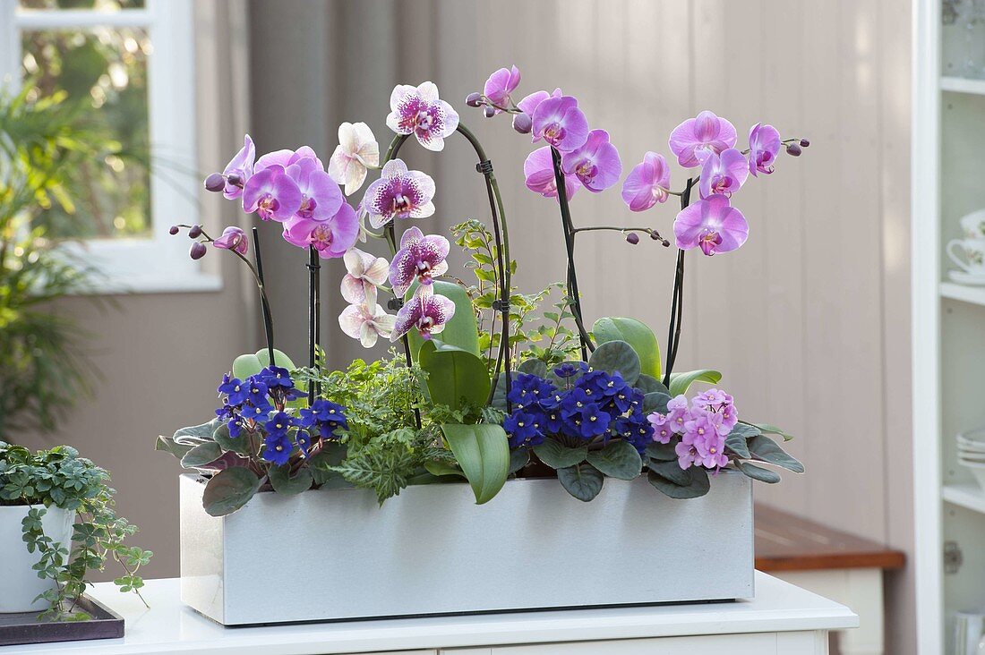 Stainless steel box planted with Phalaenopsis (Malay flowers)