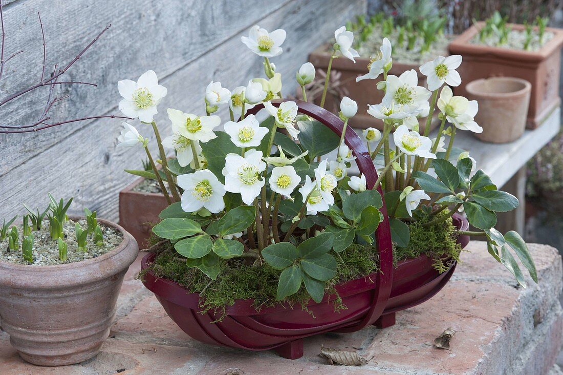 Helleborus niger (Christmas roses) in a red spangled basket, Narcissus