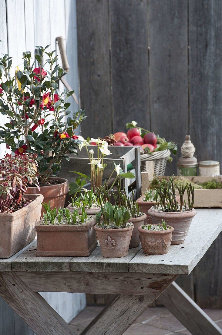 Regularly water bulbous flowers that have spent the winter in pots.