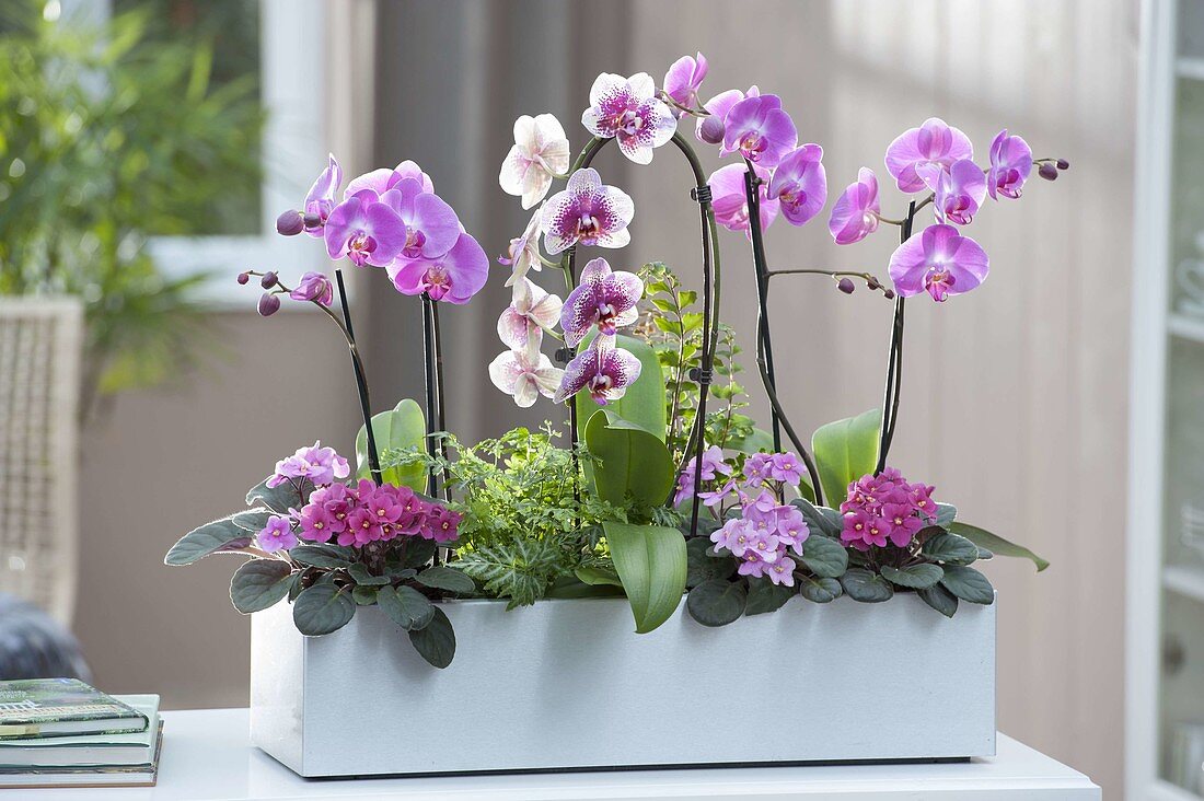 Phalaenopsis 'Dream Diamond' 'Pink' (Malayenblumen, Schmetterlingsorchideen)