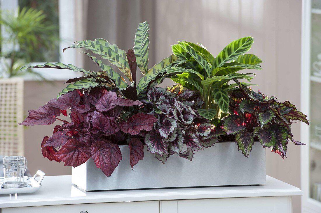 Begonia Beleaf 'Inka Fire' left 'Indian Summer' middle, 'African Jungle' right