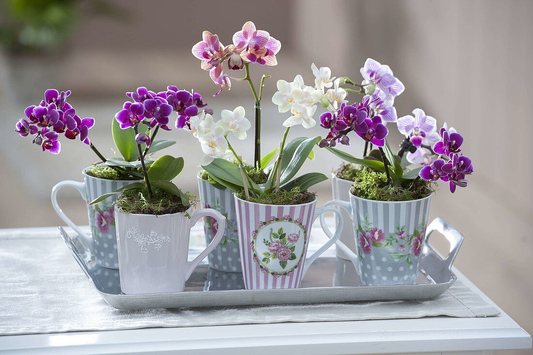 Cups with mini orchids Phalaenopsis 'Little Lady' (Malay flowers)