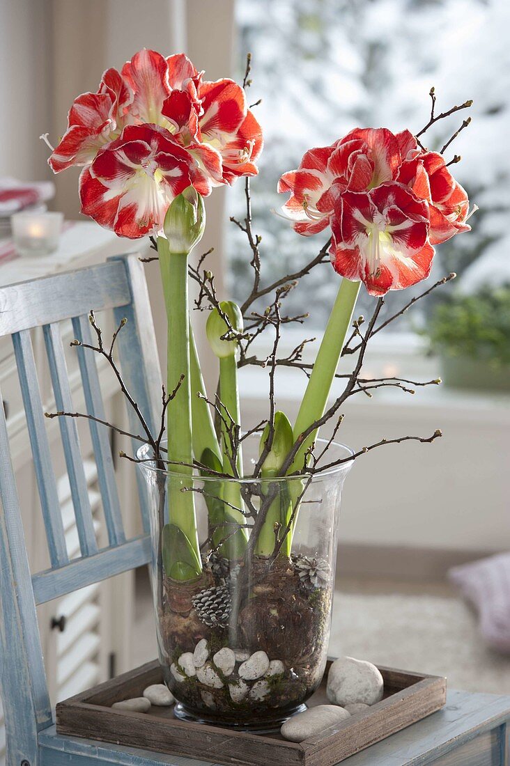 Hippeastrum 'Samba' (amaryllis) grown in glass on moss and stones