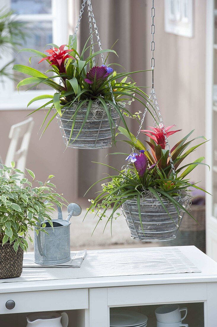Grey pots hung in wire baskets as hanging baskets