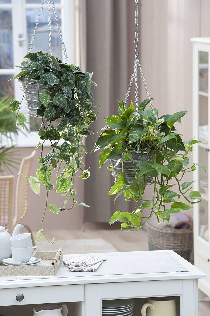 Scindapsus pictus (spotted ivy) and Epipremnum 'Aureum' (ivy)