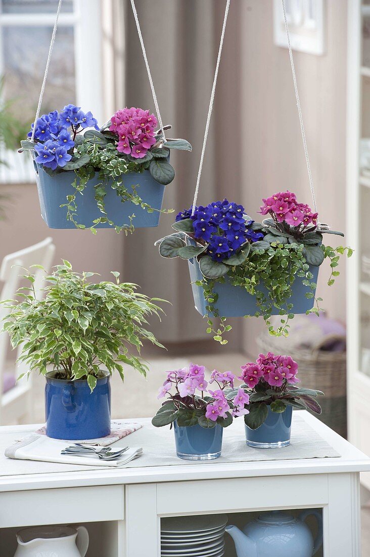 Arrangement in blue containers: Saintpaulia ionantha (Usambara violet)