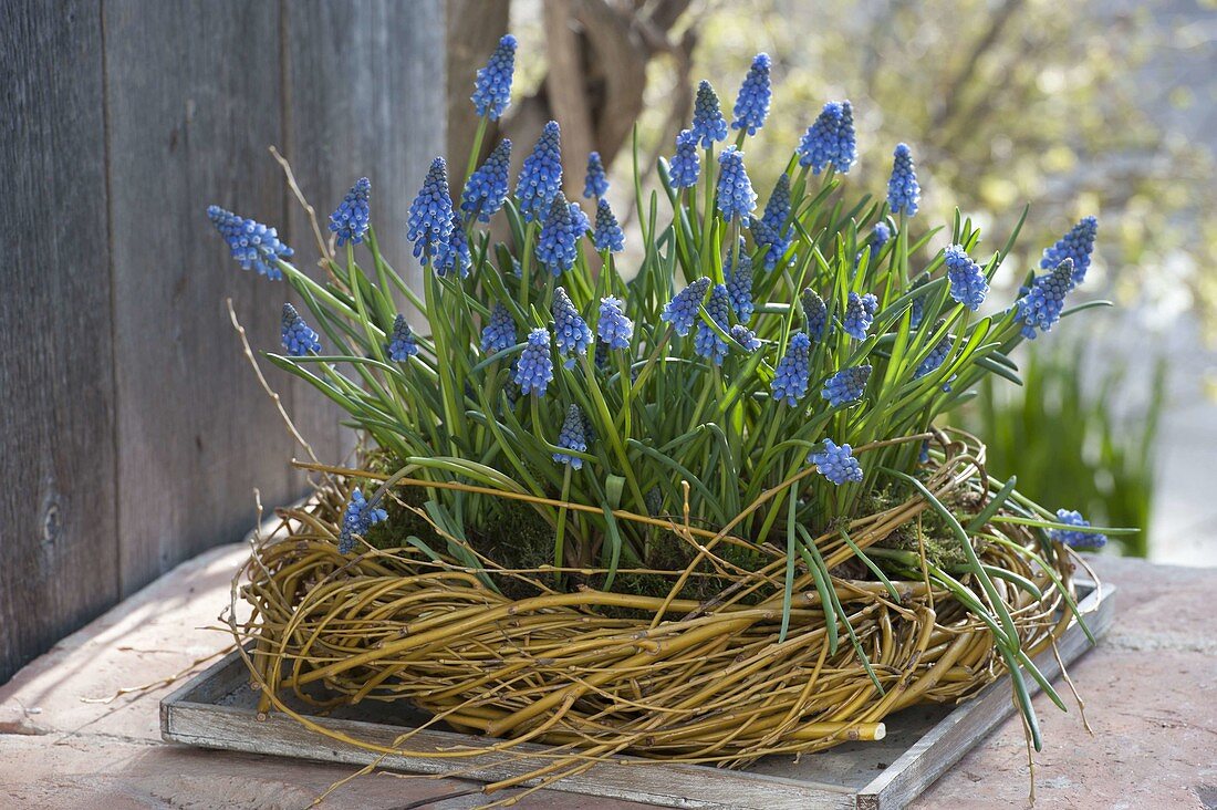 Muscari armeniacum (Traubenhyazinthen) in Kranz aus Salix alba