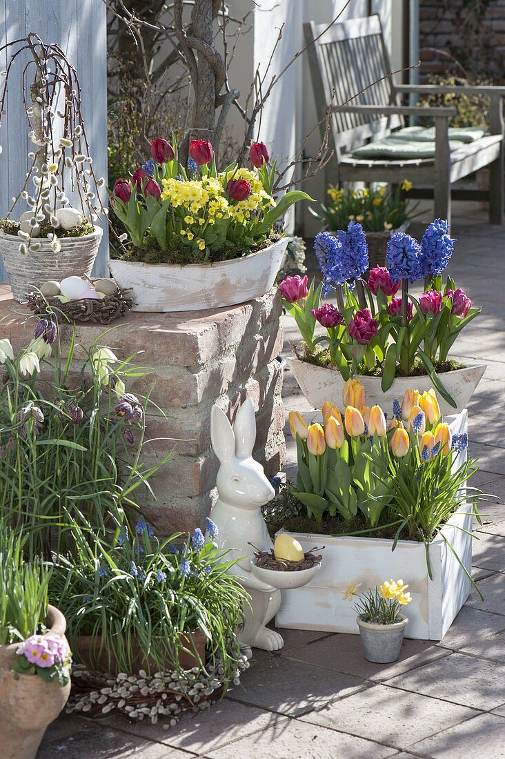 Tulipa 'Curly Sue' 'Lilac Perfection' 'Yellow Star', Primula veris