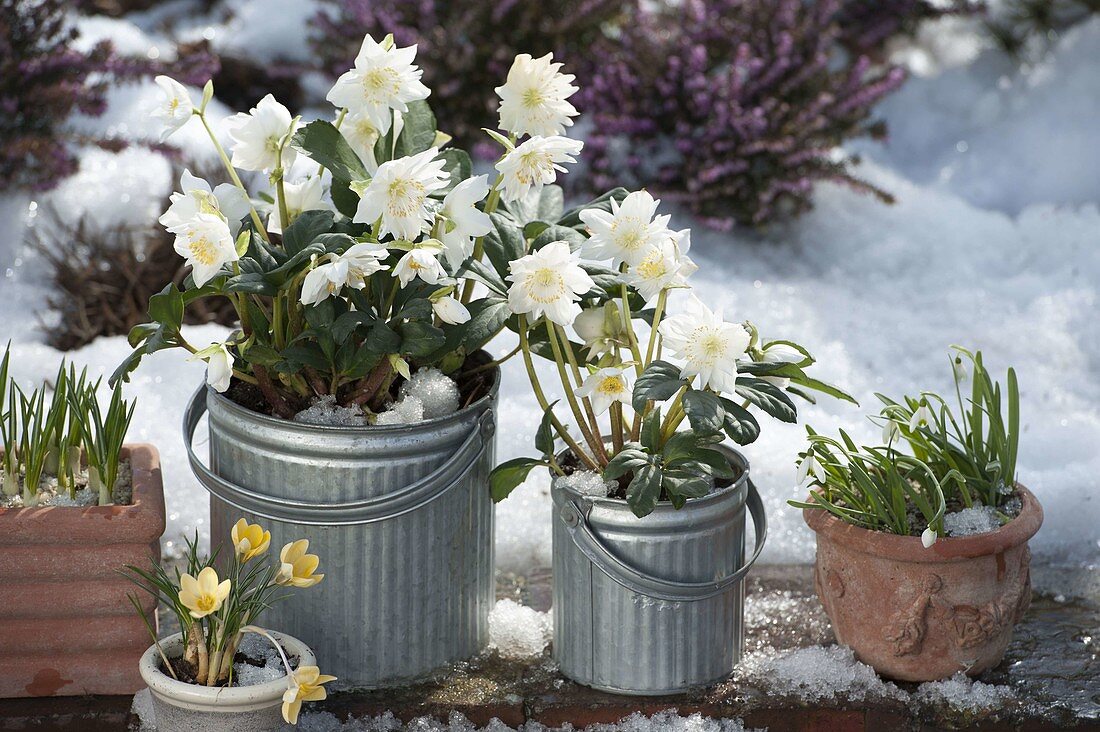 Helleborus niger 'Verboom Double' (Christmas roses) in zinc buckets