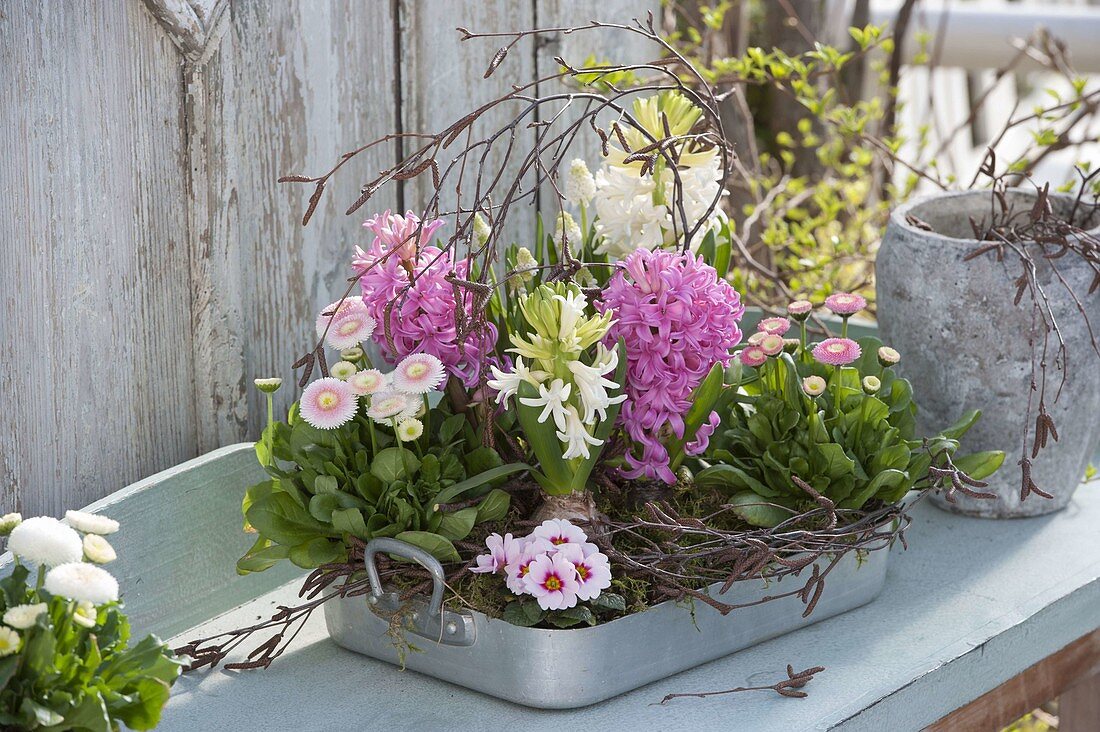 Bellis, Hyacinthus 'Pink Pearl', 'White Pearl'