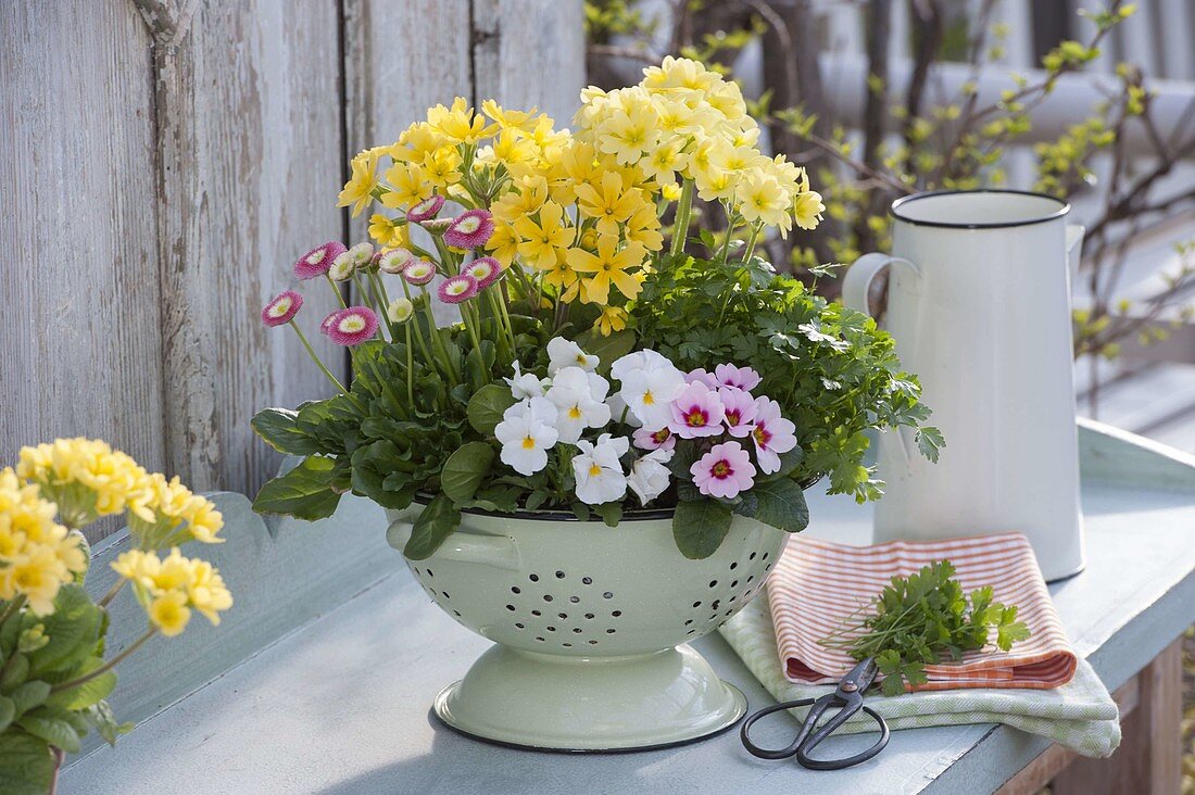 Edible spring flowers in enameled colander