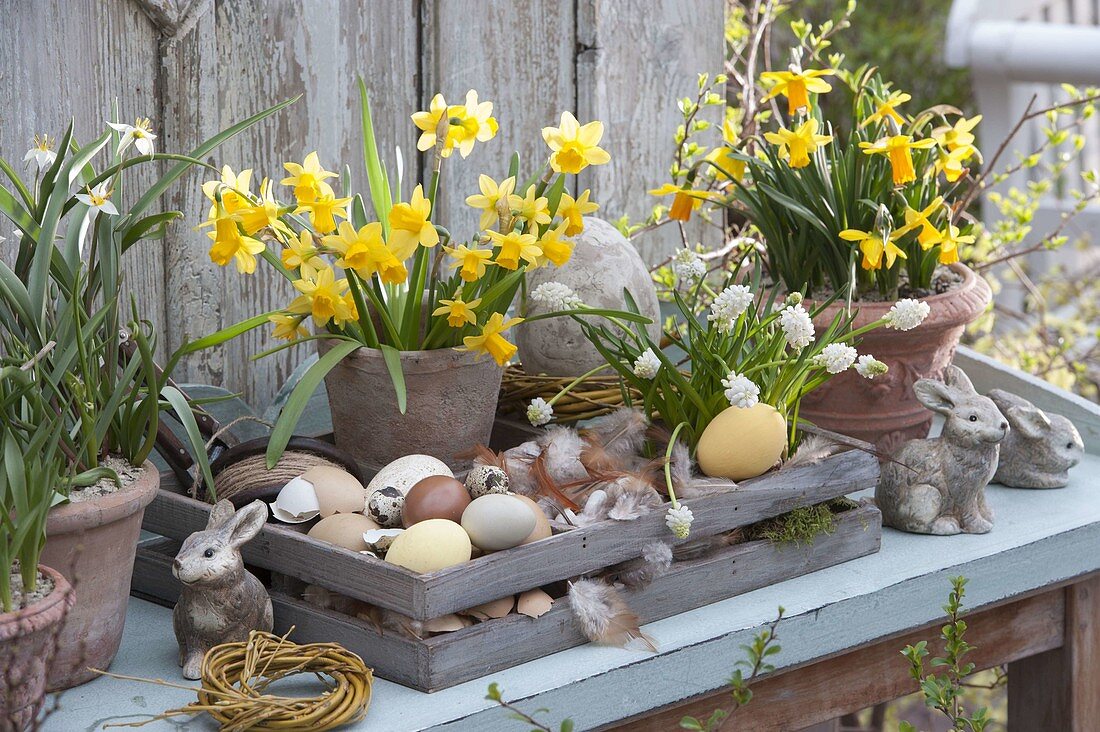 Narcissus (Narzissen) in Vase und Topf, Muscari botryoides 'Alba'