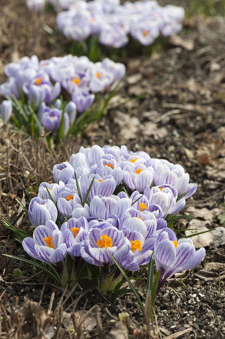 Crocus vernus 'King of the Striped' (Crocuses) in the border