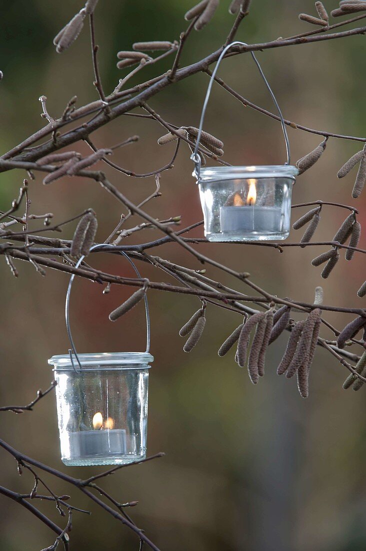 Kleine Windlichter an Zweigen von Corylus avellana (Haselnuss)