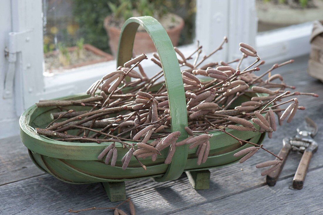 Basket with freshly cut branches of Corylus avellana (hazelnut)