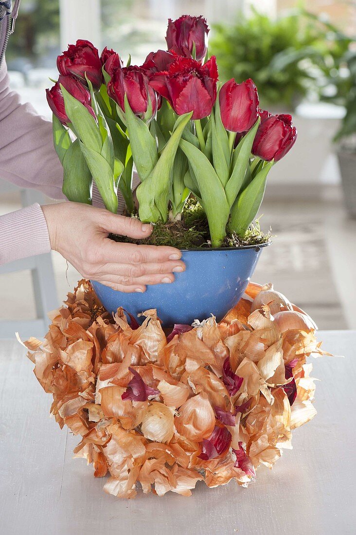 Bulb bowls, planter for bulb flowers in enamel bowl