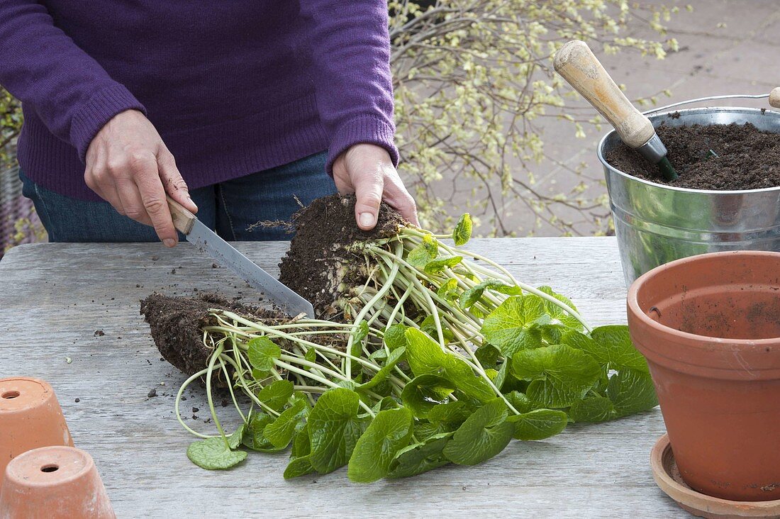 Dividing and potting a large wasabi plant