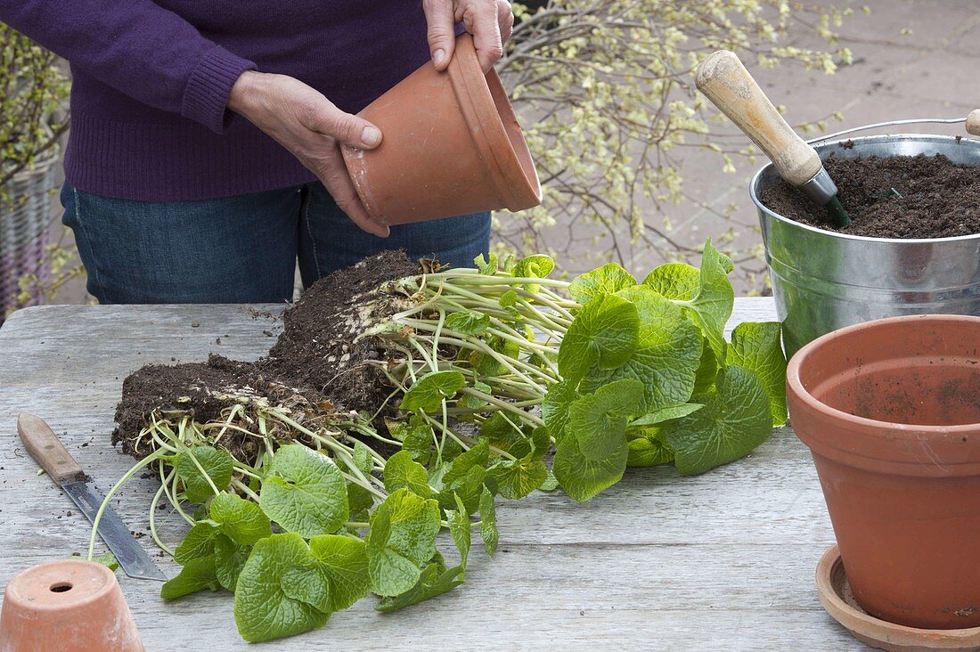 Divide and pot large wasabi plant