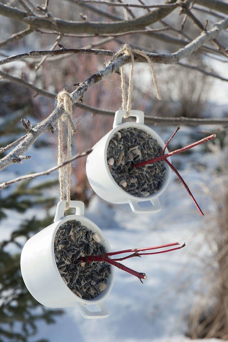 Birdseed in various hanging containers