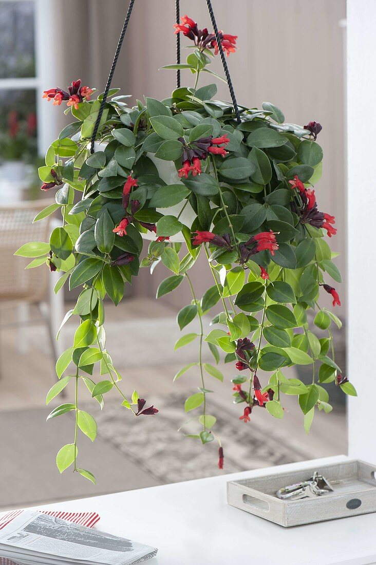 Aeschynanthus 'Mona Lisa' (pubic flower) in hanging pot