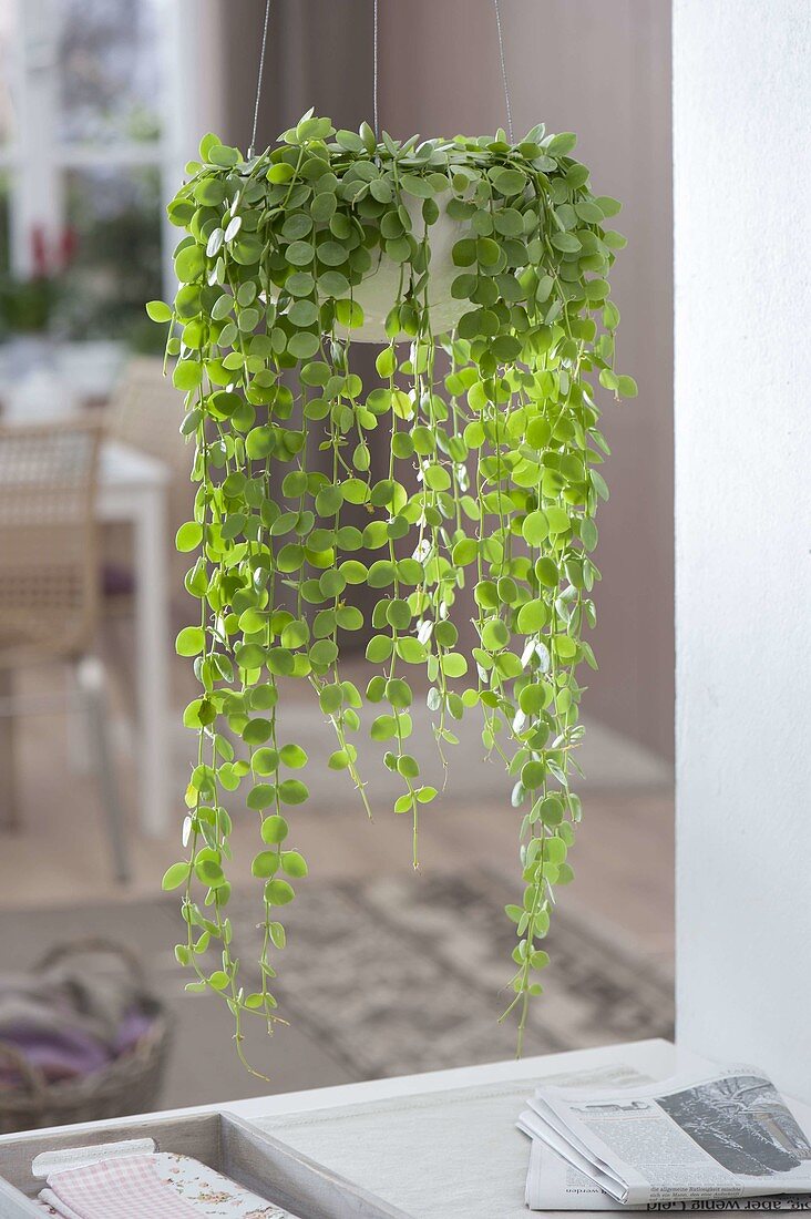 Dischidia nummularia (urn plant) in hanging pot