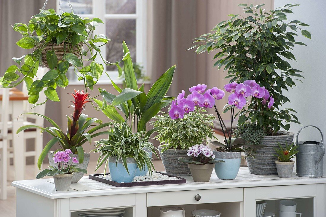 Sideboard as room divider with houseplants