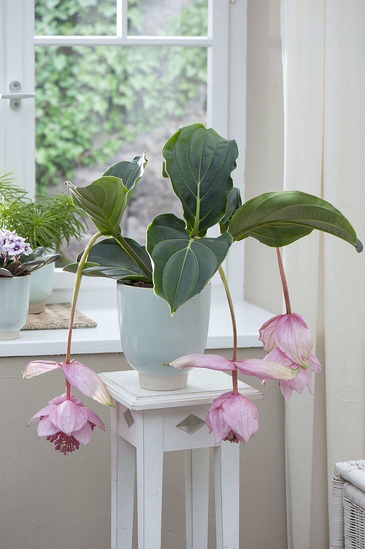 Medinilla magnifica (Medinilla) on a flower stool by the window