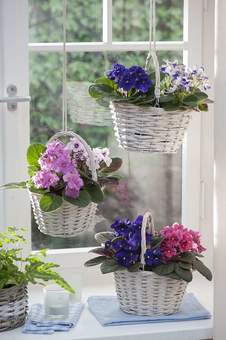 Saintpaulia ionantha (Usambara violets) in white baskets by the window