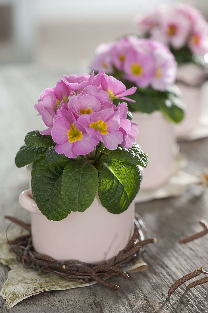 Primula acaulis (Mini Primroses) lined up in small tin pots