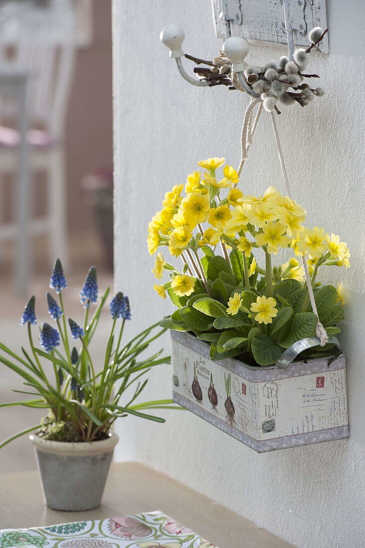 Box planted with Primula veris (primroses, cowslip)
