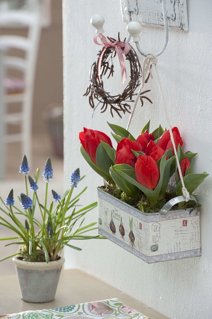 Box planted with Tulipa 'Red Paradise' (tulips) hung on hooks