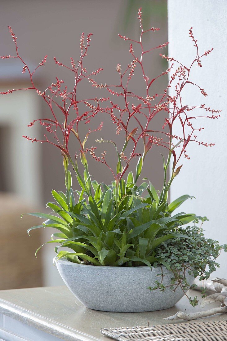 Vriesea philippo-coburgii mit rot gefaerbten Blüten-Rispen (Bromelien)