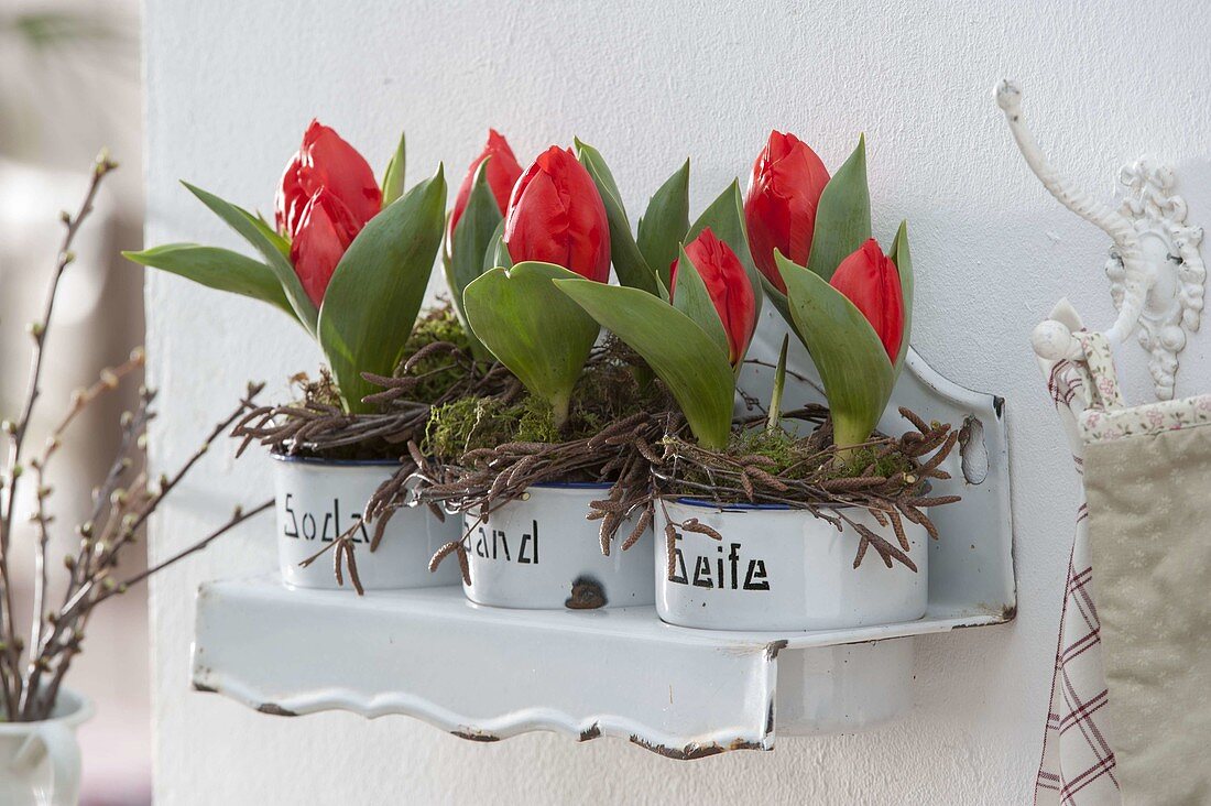 Tulipa 'Red Paradise' in old enamel cups on wallboard