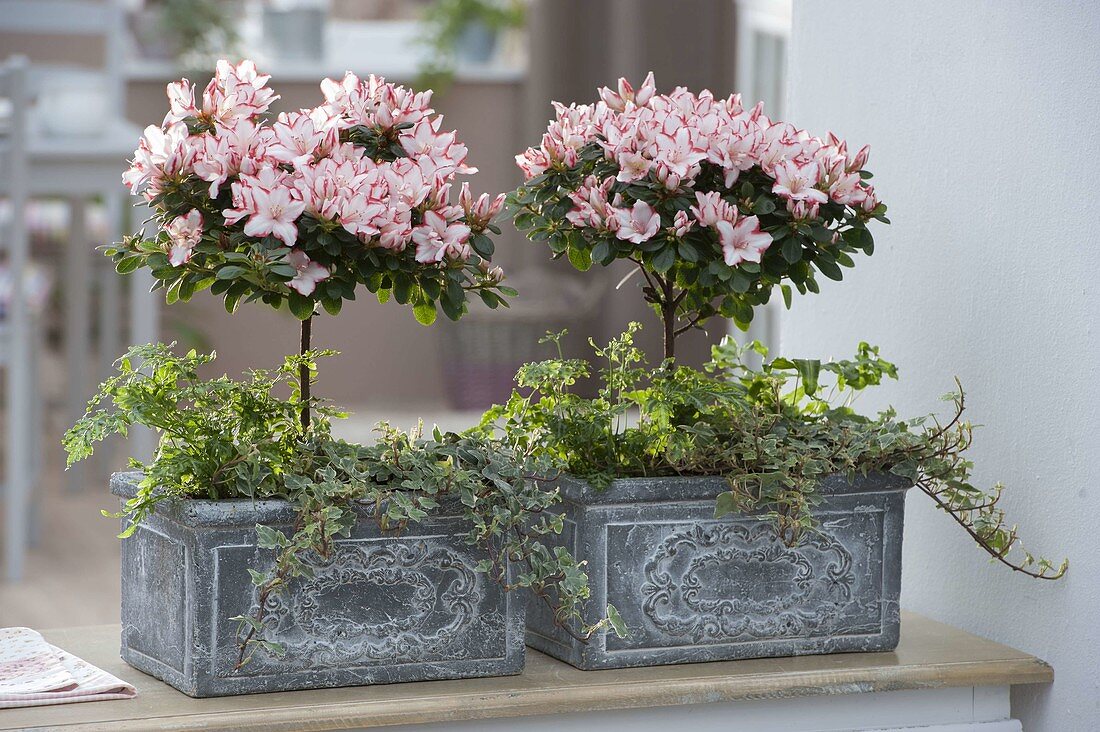 Rhododendron simsii 'Sachsenstern' (indoor azalea) stems