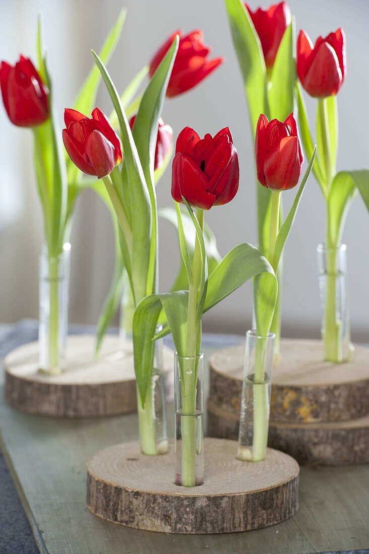 Ungewöhnliche Dekoration : Tulipa (Tulpen) in Reagenzgläsern