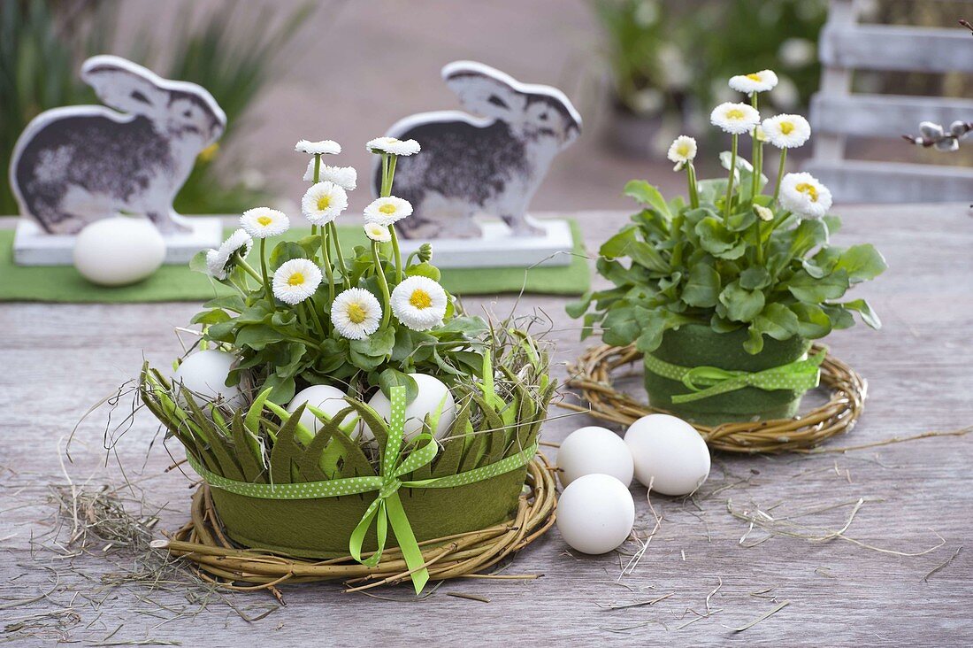 Bellis (daisy) in bowls made of green felt, ribbon