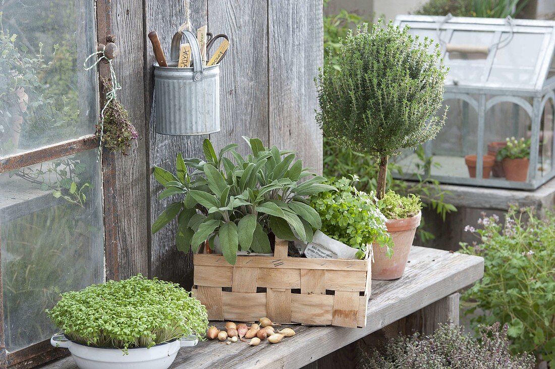 Wooden bench with herbs: cress (Lepidium) in bowl, sage (Salvia)
