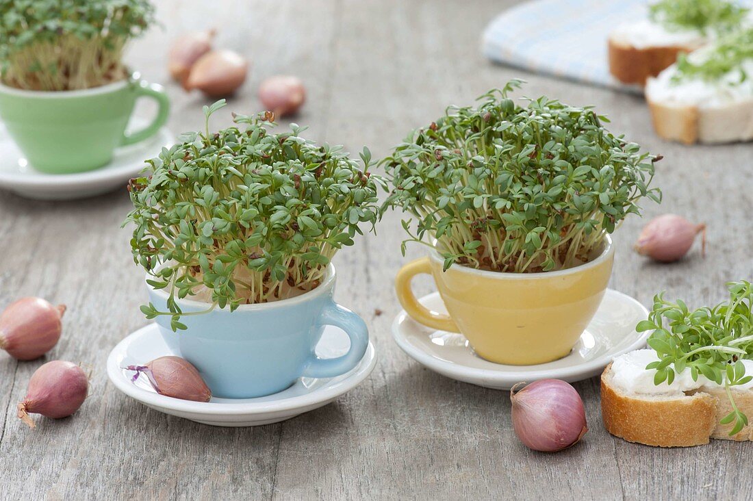 Cress (Lepidium) in pupae cups, onions (Allium cepa)