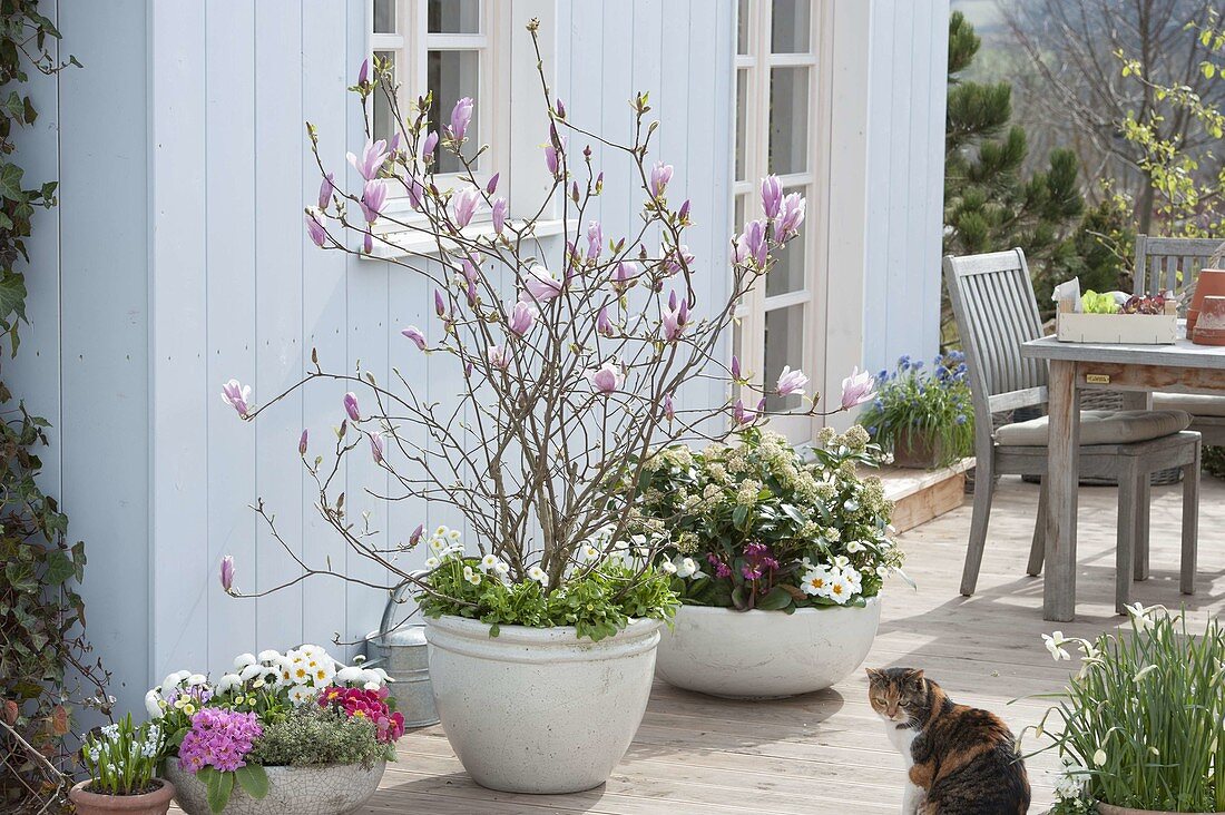 Magnolia fraseri 'Georg Henry Kern' (Magnolia) underplanted with Bellis