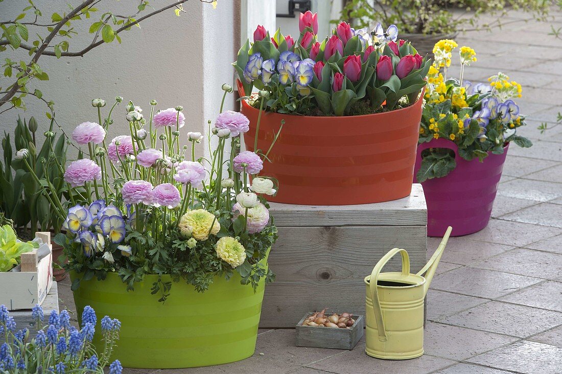 Farbige Kunststoffwannen bepflanzt mit Ranunculus (Ranunkeln), Viola