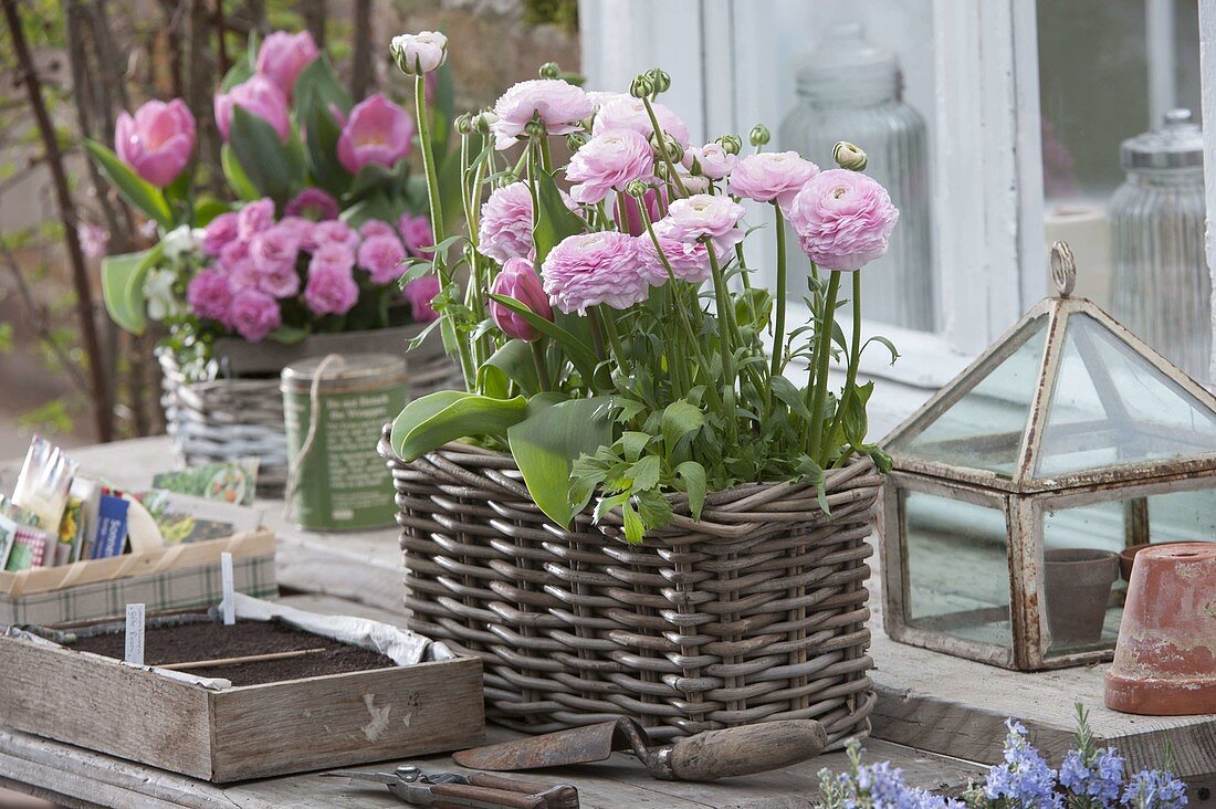 Basket planted with Ranunculus (ranunculus) and Tulipa (tulips)