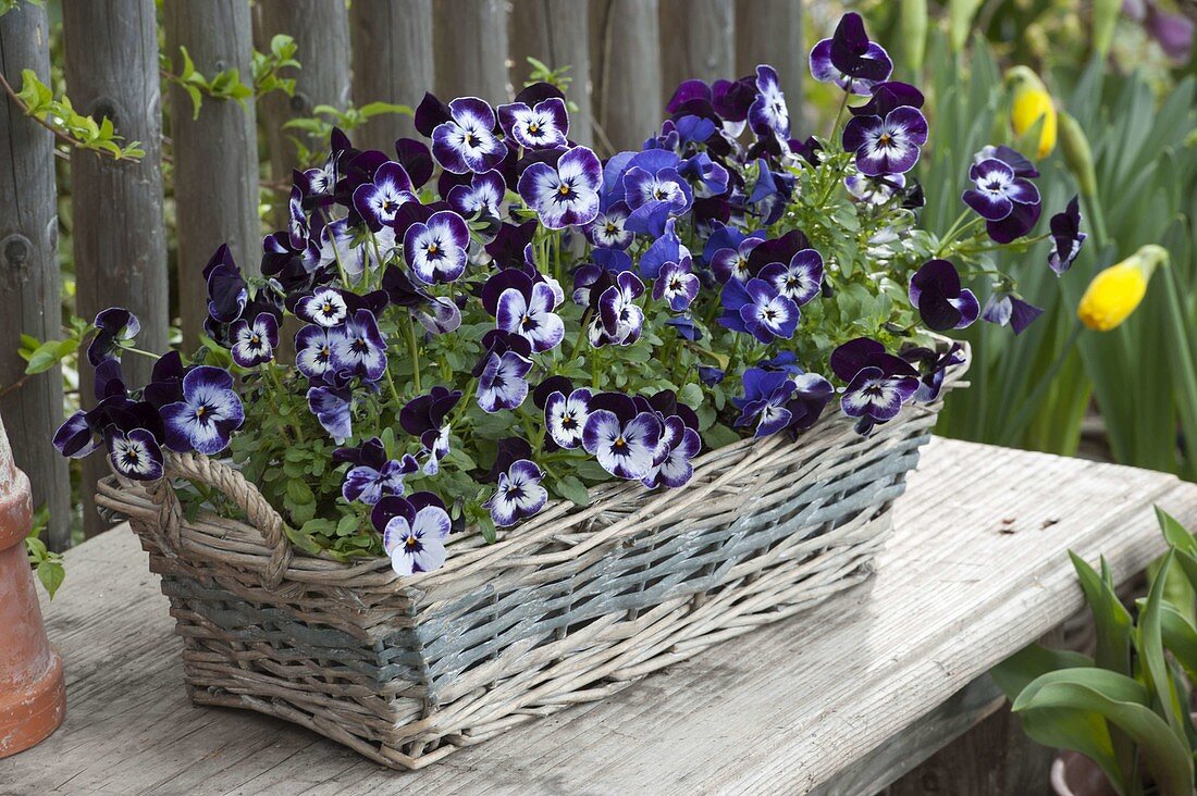 Viola cornuta Penny 'Mickey' (Horned violet) planted in basket box