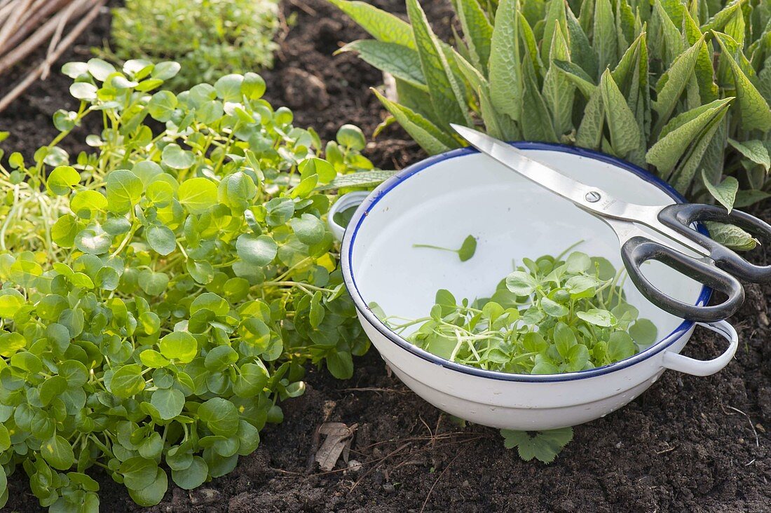 Harvesting watercress (Nasturtium officinale) in the garden