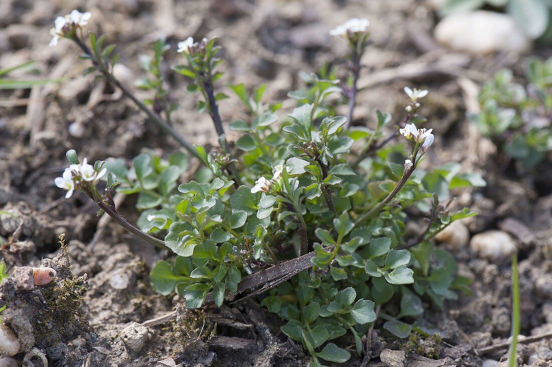 Cardamine hirsuta (hairy bittercress), edible wild herb