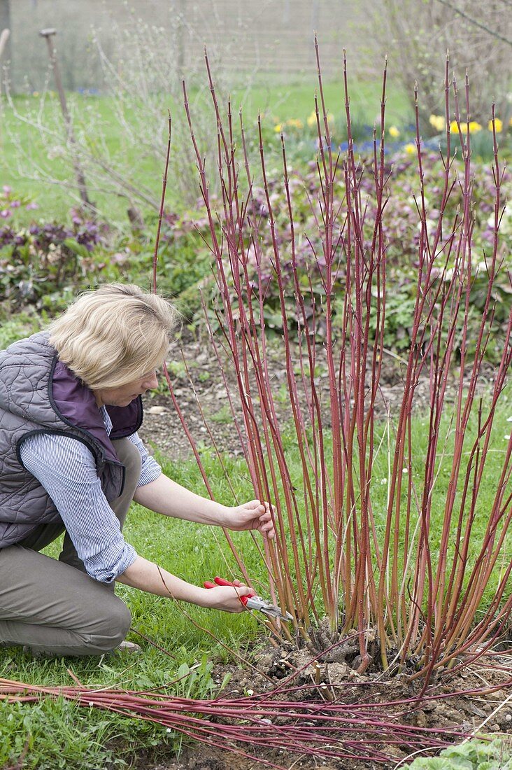 Cornus sanguinea (Hartriegel) radikal bis zum Boden zurückschneiden