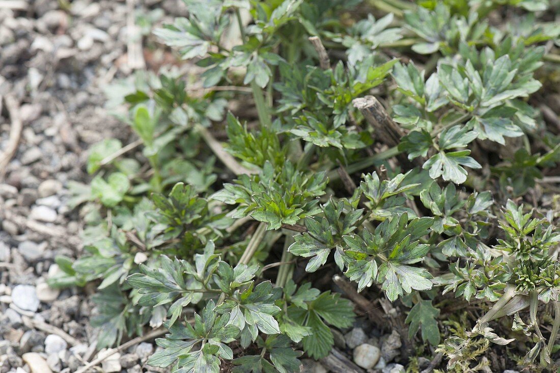 Scharfer Hahnenfuß (Ranunculus acris) verbreitet sich sehr stark