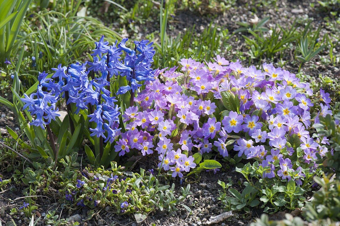Hyacinthus orientalis (Hyazinthen) und Primula juliae (Kissenprimel)
