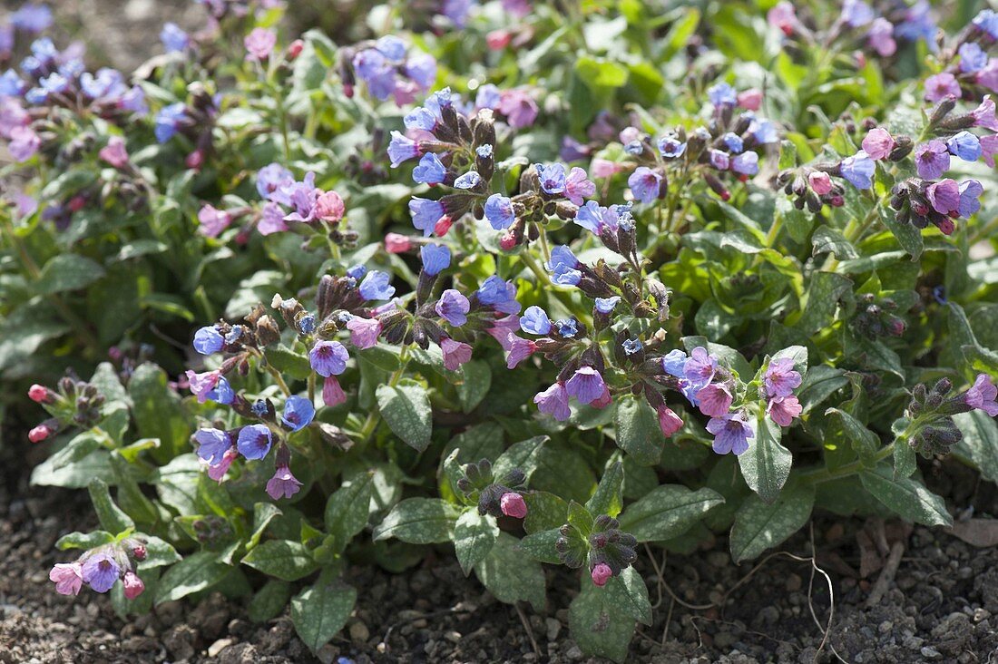 Pulmonaria officinalis (Spotted lungwort)