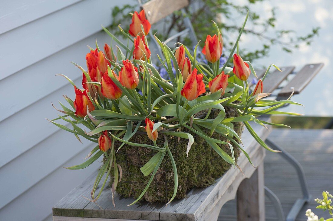 Tulipa wendenskyi (Wildtulpen) im Mooskorbkasten